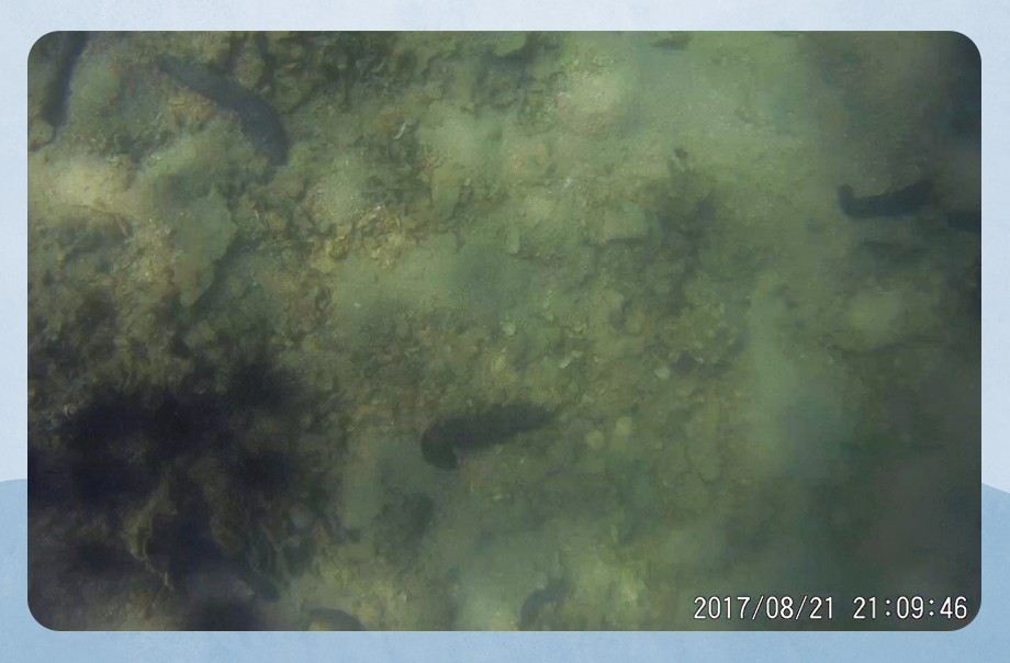在這圖片中我看見了不同大小海參